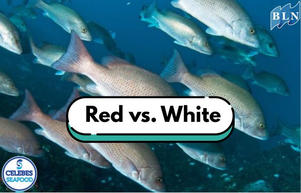 Getting to Know the Types of Snapper, Red vs. White